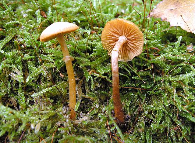 Galerina spec.  Cod.: 0260-07